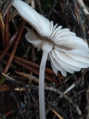 Mycena metata
