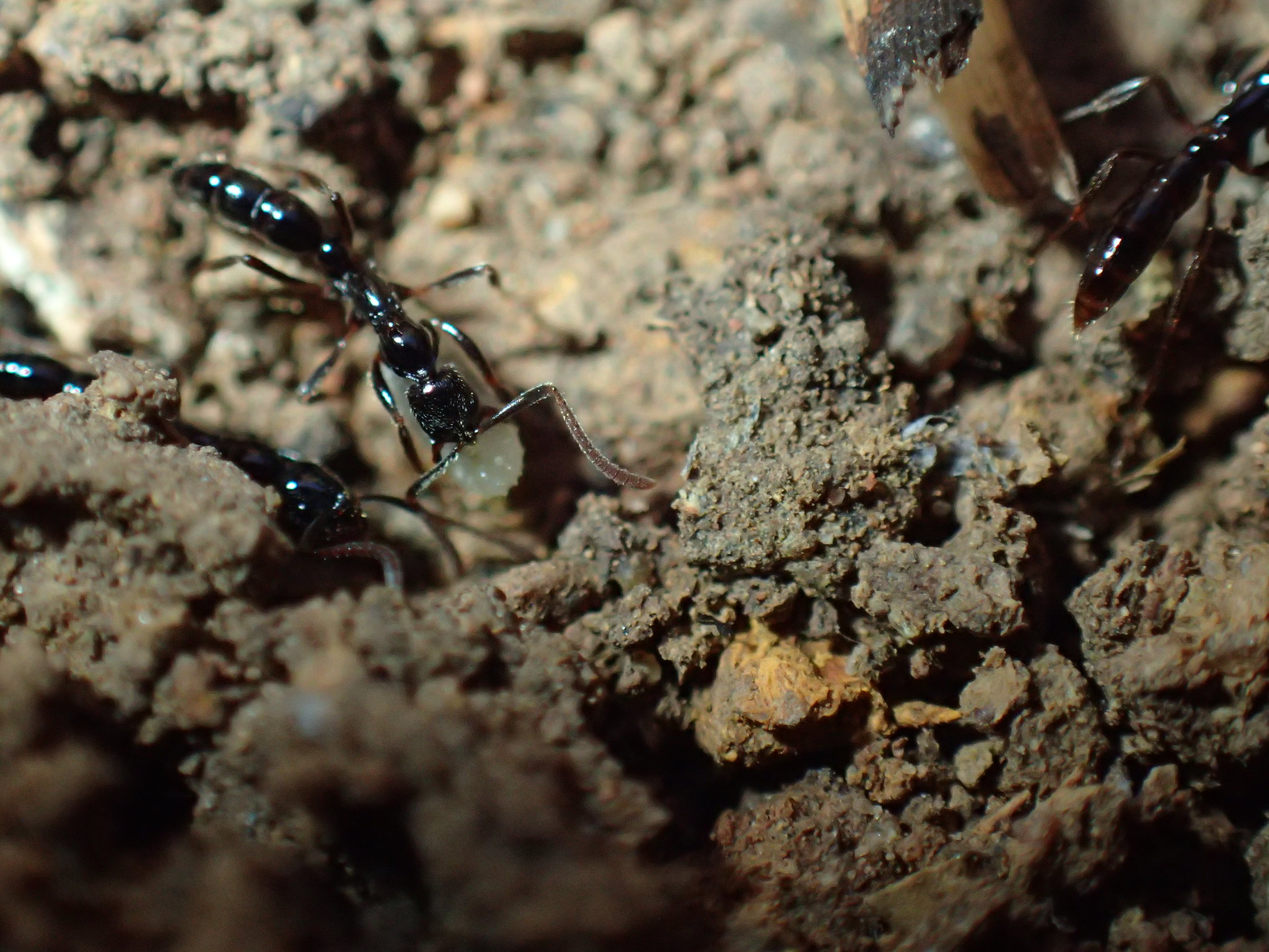 Leptogenys intermedia