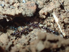 Leptogenys intermedia