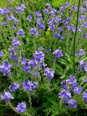 Veronica austriaca jacquinii