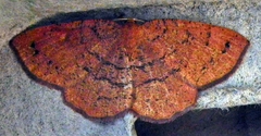 Apodrepanulatrix liberaria