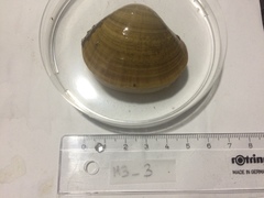 Mactra glabrata