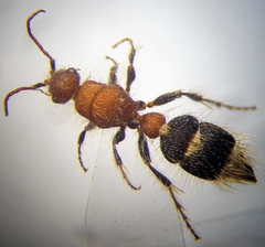 Apterogyna volgensis