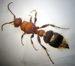 Apterogyna volgensis