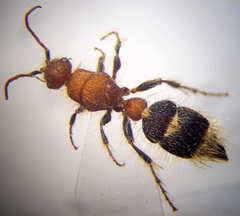 Apterogyna volgensis