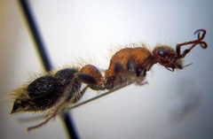 Apterogyna volgensis