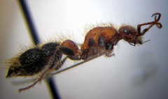 Apterogyna volgensis