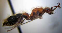 Apterogyna volgensis