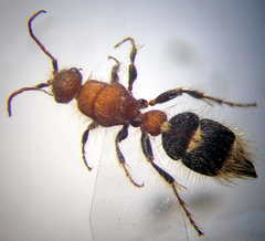 Apterogyna volgensis