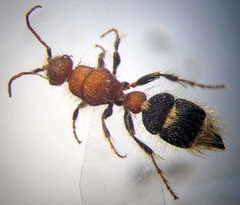 Apterogyna volgensis