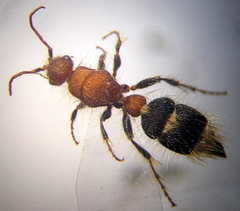 Apterogyna volgensis