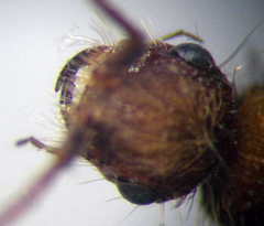 Apterogyna volgensis