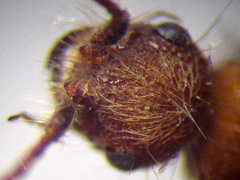 Apterogyna volgensis