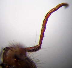 Apterogyna volgensis