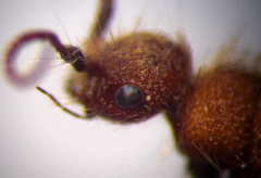 Apterogyna volgensis