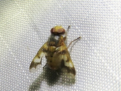 Oestrophasia calva