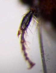 Apterogyna volgensis