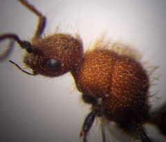 Apterogyna volgensis