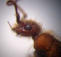 Apterogyna volgensis