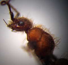 Apterogyna volgensis