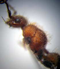 Apterogyna volgensis