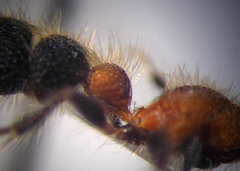 Apterogyna volgensis