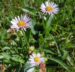 Erigeron alpinus