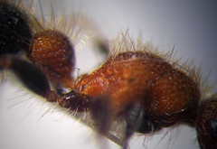 Apterogyna volgensis