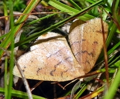 Apodrepanulatrix liberaria