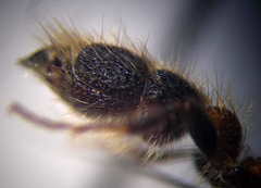 Apterogyna volgensis