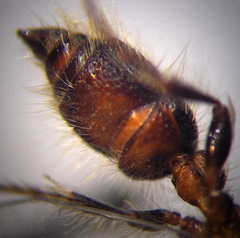 Apterogyna volgensis