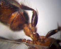 Apterogyna volgensis