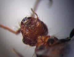 Apterogyna volgensis