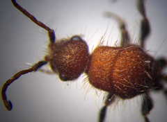 Apterogyna volgensis