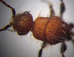 Apterogyna volgensis