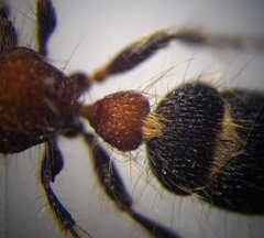 Apterogyna volgensis