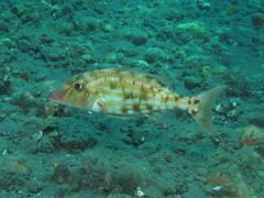 Lethrinus rubrioperculatus