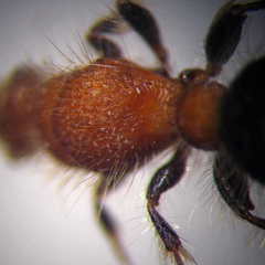 Apterogyna volgensis