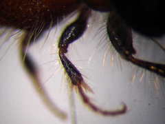 Apterogyna volgensis