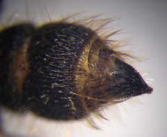 Apterogyna volgensis