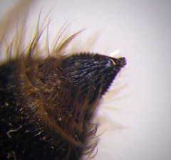 Apterogyna volgensis