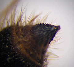 Apterogyna volgensis