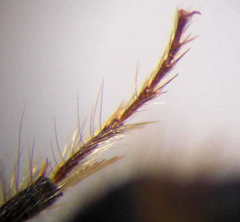 Apterogyna volgensis