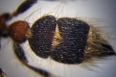 Apterogyna volgensis