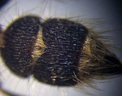 Apterogyna volgensis