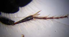 Apterogyna volgensis