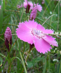 Dianthus alpinus