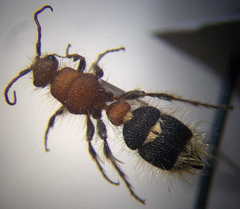 Apterogyna volgensis