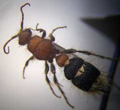 Apterogyna volgensis