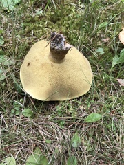 Aureoboletus roxanae